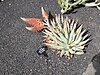Lanzarote - Aloe claviflora.jpg