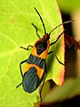 Lygaeinae: Oncopeltus fasciatus, Washington (États-Unis).