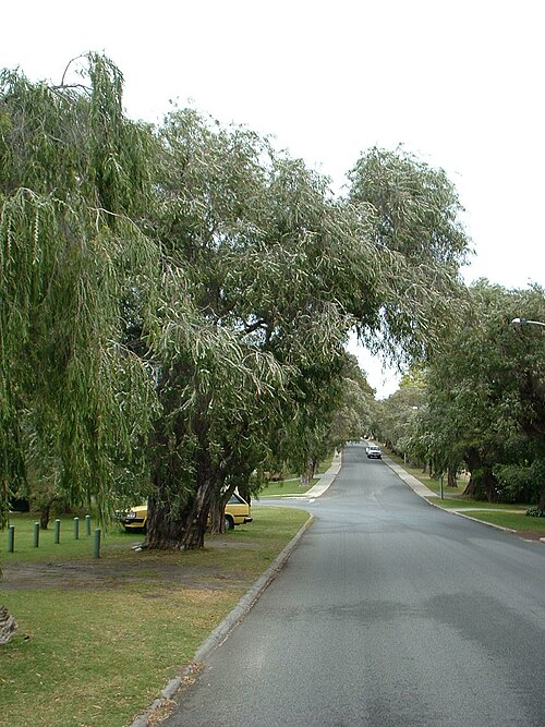 Peppermint trees form an avenue in Keane Street