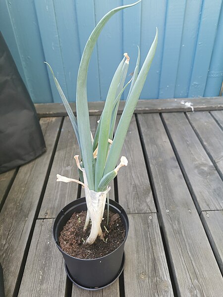 File:Leeks plant in a pot 15.jpg