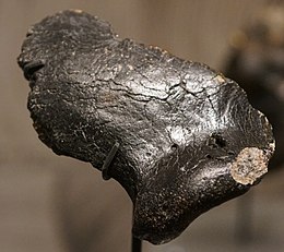 Neanderthaler: Ontdekkingsgeschiedenis, Ontstaan, Lichaamsbouw