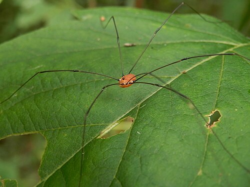 Harvestman (Opiliones)