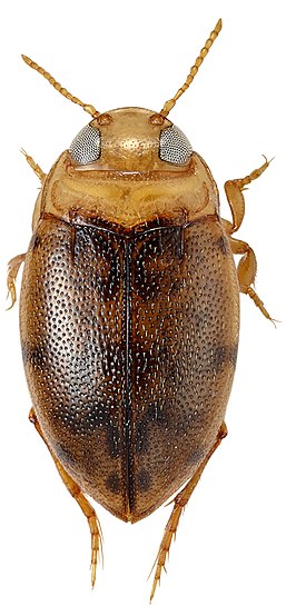 Leiodytes nicobaricus