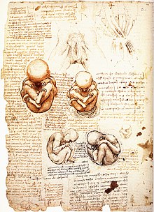 Leonardo da Vinci - Studies of the fetus in the womb.jpg