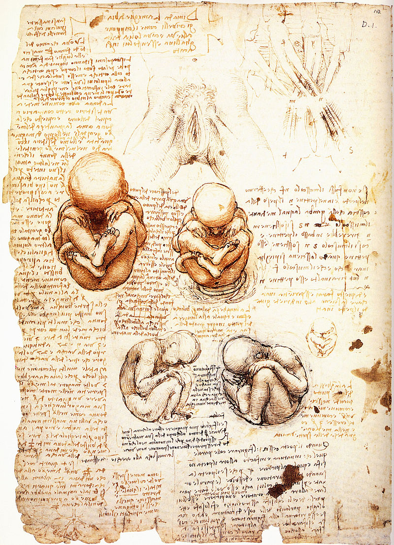 Œuvres de Léonard de Vinci - Page 2 800px-Leonardo_da_Vinci_-_Studies_of_the_fetus_in_the_womb