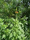 Leonotis nepetifolia-5.JPG