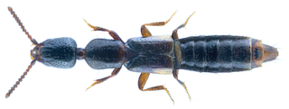 <i>Leptacinus intermedius</i> Species of beetle