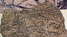 Leptograptus fossil graptolites (Viola Formation, Ordovician; Murray County, Oklahoma, USA) (17391415055).jpg