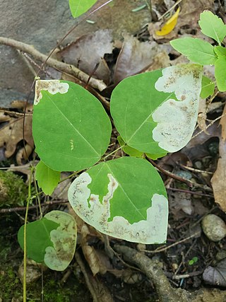 <i>Leucanthiza amphicarpeaefoliella</i> Species of moth