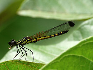 River Heliodor Libellago lineata male