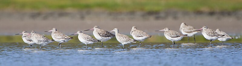 File:Limosa lapponica flock - Orielton Lagoon.jpg