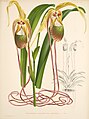 Phragmipedium caudatum (as syn. Selenipedium caudatum) plate 96 in: Jean Jules Linden L. Linden & E. Rodigas: Lindenia (1885-1906)