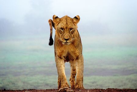 Lion's look