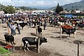 Marché d'animaux