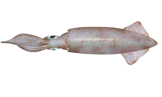 Loligo opalescens.png