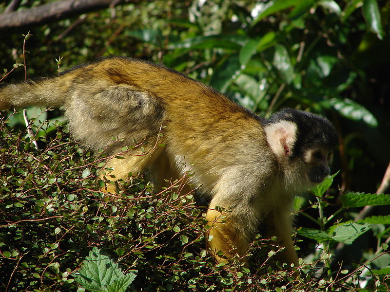 File:London Zoo 01175.jpg