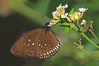 Long-branded blue crow Euploea algea menetriesii