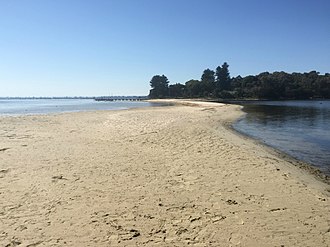 Looking towards Point Walter from 50 metres (160 ft) out on the sandbar. Looking back at Point Walter from Sandbar.jpg