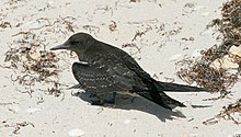 Juvenile on Lord Howe Island Lord Howe Island - Sooty Tern juvenile.JPG