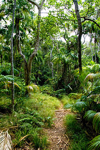 Lord Howe Island forest.jpg
