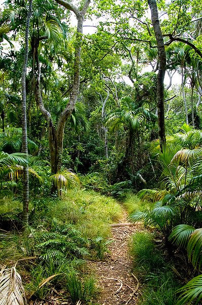 File:Lord Howe Island forest.jpg