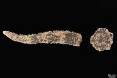 File:Luidia varia - AST-000140 hab-dor.tif (Category:Echinodermata in the Natural History Museum of Denmark)