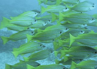 Bigeye snapper Species of fish