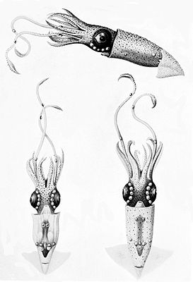 Lycoteuthis lorigera