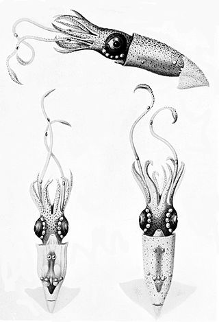 <i>Lycoteuthis</i> Genus of squids