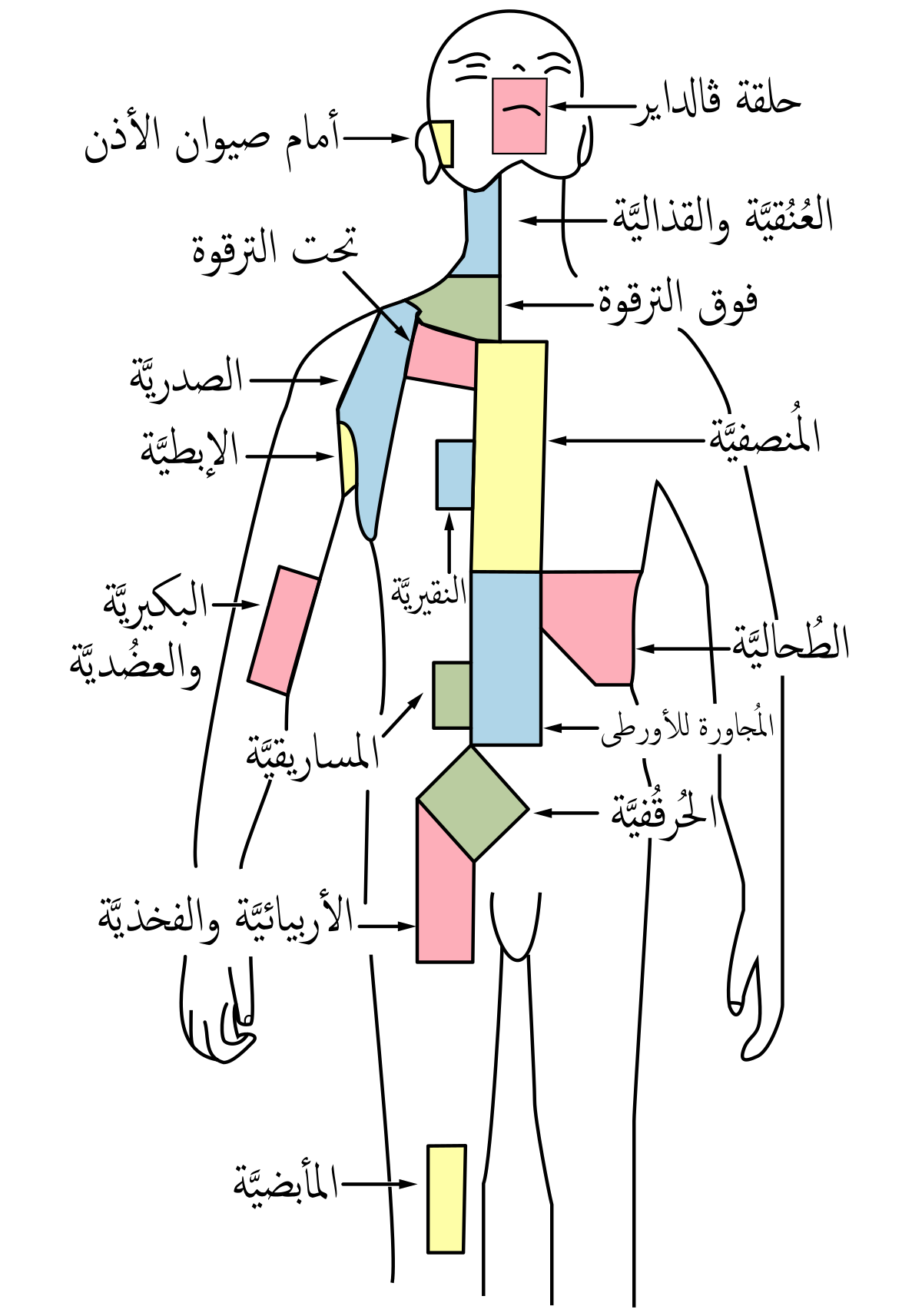 ملف:Lymph node regions-ar.svg - ويكيبيديا