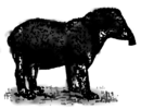 M. Arcta słownik ilustrowany języka polskiego - ilustracja do hasła Tapir.png