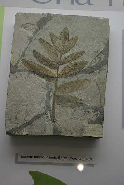 File:MI M S N Paleo fossili (13).jpg