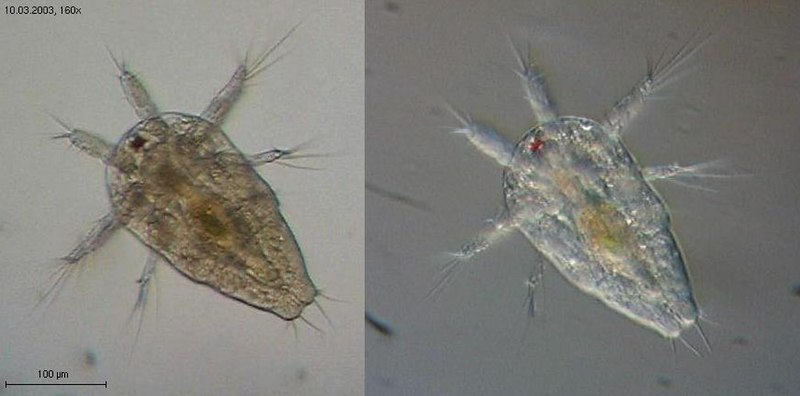 File:Macrocyclops albidus-nauplius.jpg