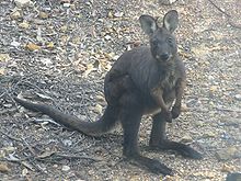 Macropus robustus.jpg