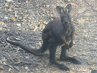 Wallaroo marsupial that is kangaroo-like and is native to Australia