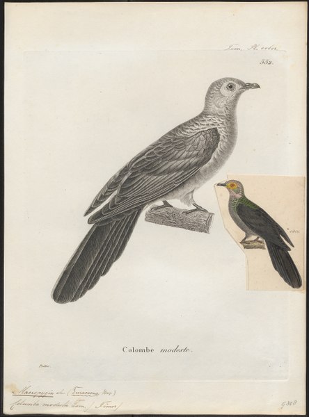 File:Macropygia modesta - 1700-1880 - Print - Iconographia Zoologica - Special Collections University of Amsterdam - UBA01 IZ15600381.tif