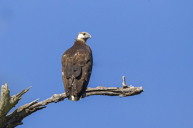 File:Madagascan Fish Eagle - Ankarafantsika - Madagascar (15111026410) (2).jpg