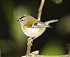 Madeira Firecrest