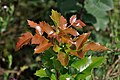 Mahonia aquifolium qtl1.jpg
