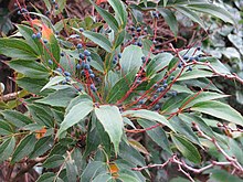 Mahonia gracilipes fruits - Flickr - peganum.jpg