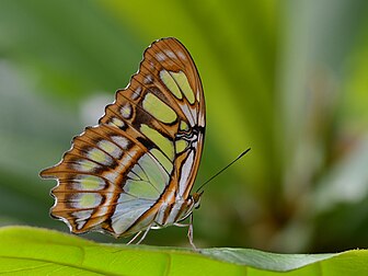 Siproeta stelenes, uma borboleta neotropical que pertence à família Nymphalidae. Os adultos se alimentam do néctar das flores, frutos apodrecendo, animais mortos e do esterco de morcegos. Esta espécie é conhecida também como "malaquita", pela cor verde brilhante das asas que se assemelha ao mineral malaquita. Fotografia tirada no borboletário da ilha Mainau, lago de Constança, Alemanha. (definição 2 965 × 2 224)