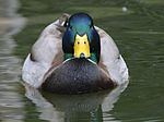 Mallard duck close-up.jpg