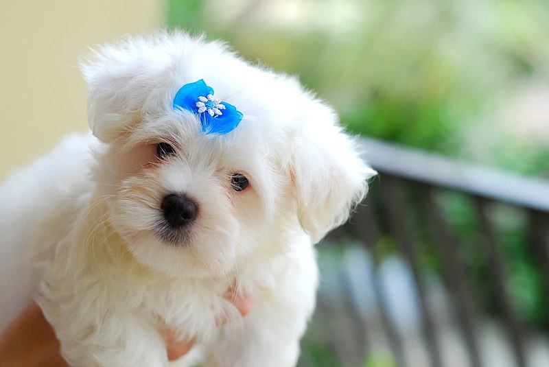 File:Maltese puppy blue bow.jpg