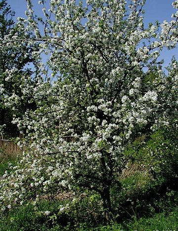 Malus