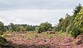 Bloeiende heide (Mandefjild natuurgebied bij Bakkeveen).