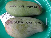 Mangga BrahmKaiMeu Asit fs.jpg