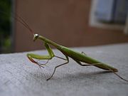 Q comen las mantis religiosas