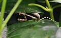 * Nomination Mantis, in Morelos, Mexico, Focus stacking of 5 pictures: --Cvmontuy 11:22, 4 November 2019 (UTC) * Withdrawn  I withdraw my nomination --Cvmontuy 13:10, 5 November 2019 (UTC)