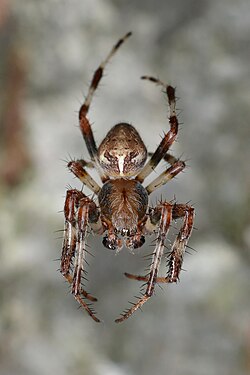 Spider (Araneae)