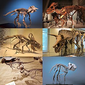 1-й ряд: пситтакозавр, пахицефалозавр 2-й ряд: протоцератопс, трицератопс 3-й ряд: Stegoceras, Prenoceratops